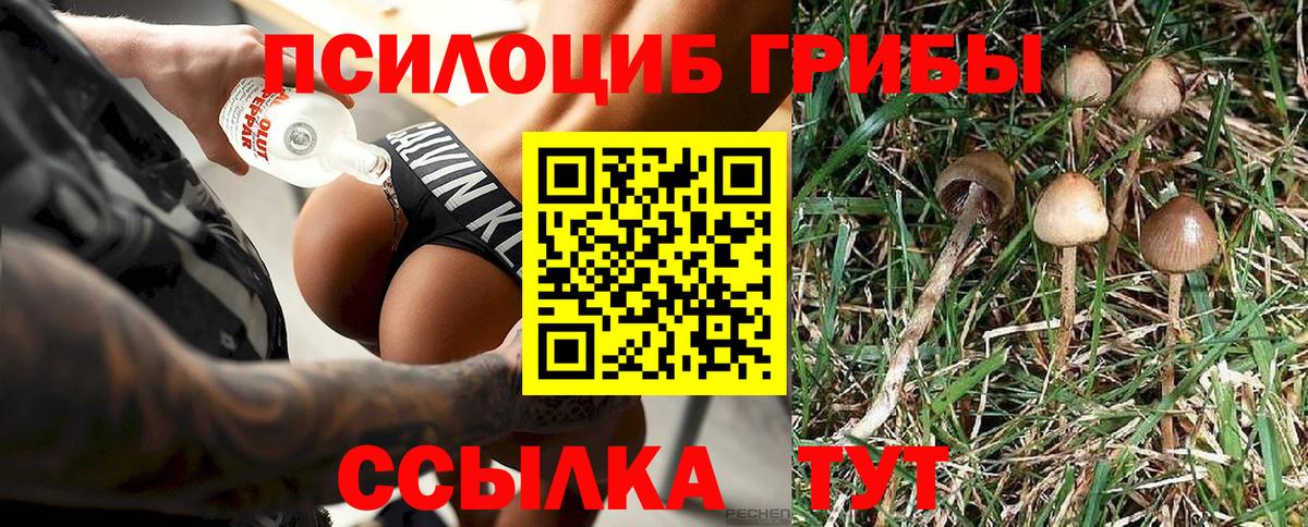 Псилоцибиновые грибы Psilocybine cubensis Новоалтайск